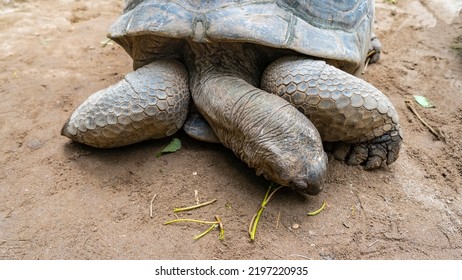 9,234 Turtle Ground Images, Stock Photos & Vectors | Shutterstock