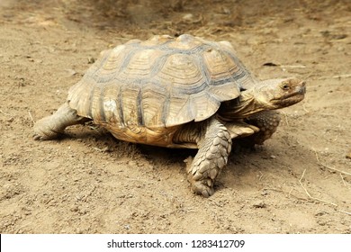 Sukata Turtle Land Turtle On Ground Stock Photo 1209800029 | Shutterstock