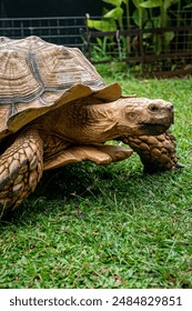 The giant turtle, with its massive, domed shell and wise, ancient eyes, moved slowly but purposefully. Each step was a testament to its enduring strength and the timeless rhythm of nature.