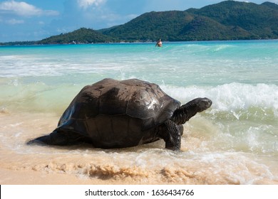 Giant turtle on Seychelles, an archipelago country in the Indian Ocean. 