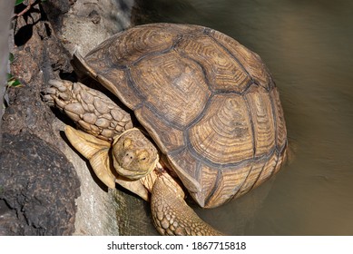 Giant Turtle In Safari Park