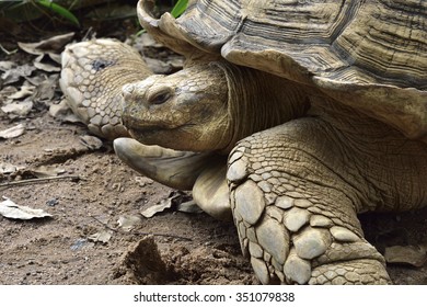 Giant Turtle, Tortoise In Zoo, Africa, Nigeria, Abuja,