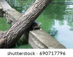 Giant turtle under shadow of tree with green lake