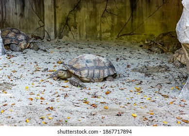 Giant Turtles In Safari Park