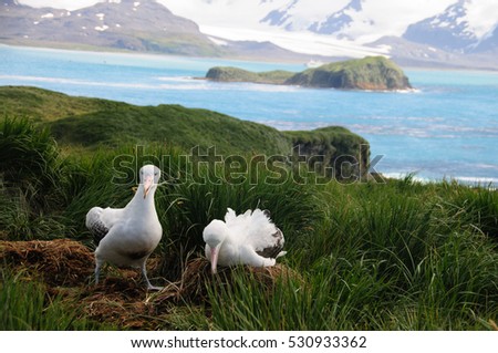 Giant Wandering Albatross Couple engaged in a courtship ritual on Prion Island, South Georgia.