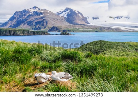 A Giant Wandering Albatross - Diomedea exulans - couple on their nest on Prion Island, South Georgia. These giant sea birds oftentimes form dedicated couples.