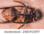 A giant water bug, belonging to the family Belostomatidae, lying on its back. Its robust, dark exoskeleton is visible, with distinctive orange markings. The bug