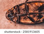 A giant water bug, belonging to the family Belostomatidae, lying on its back. Its robust, dark exoskeleton is visible, with distinctive orange markings. The bug