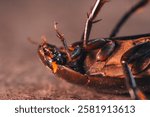 A giant water bug, belonging to the family Belostomatidae, lying on its back. Its robust, dark exoskeleton is visible, with distinctive orange markings. The bug