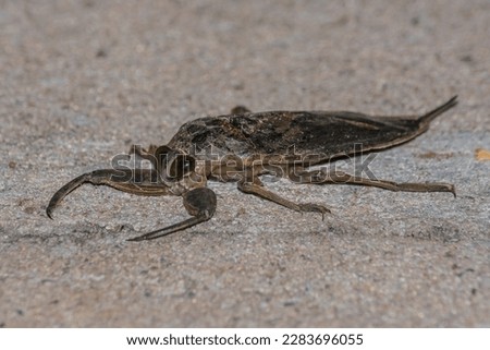 Giant Water Bug (Lethocerus sp.)