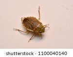 Giant Water Bug Nymph Family Belostomatidae.Small insects live in water.Close-up photos of insects focus on partial insect parts.