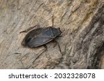 A Giant Water Bug is resting on a petrified stump. Taylor Creek Park, Toronto, Ontario, Canada.
