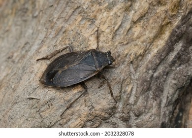 A Giant Water Bug is resting on a petrified stump. Taylor Creek Park, Toronto, Ontario, Canada. - Shutterstock ID 2032328078