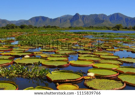 Giant water lilies
