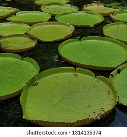 The Giant Water Lillies 