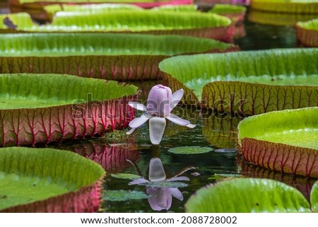 Giant water lily in botanical garden on Island Mauritius . Victoria amazonica or Victoria regia, close up