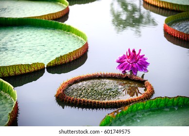 Amazon water lily Images, Stock Photos & Vectors | Shutterstock