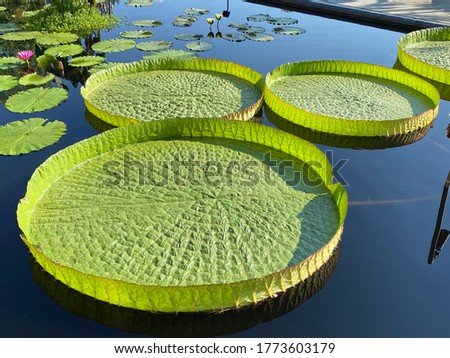 Giant waterlily in a pond