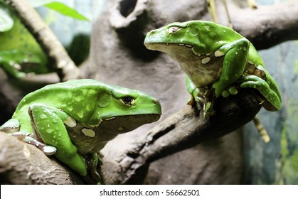 Giant Waxy Monkey Tree Frog