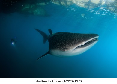 Giant Whale Shark And Scuba Diver In The Background Swimming Near The Water Surface. This Filter Feeder Feeds On Small Fish And Plankton, That It Scoops Out Of The Water With Its Mouth While Swimming