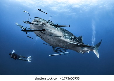 giant Whale shark swimming underwater with scuba divers - Powered by Shutterstock