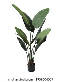 Giant White Bird Of Paradise In Black Pot Isolated On White Background.