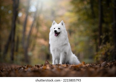 Giant White German Spitz Dog portrait in the forest - Shutterstock ID 2215805793