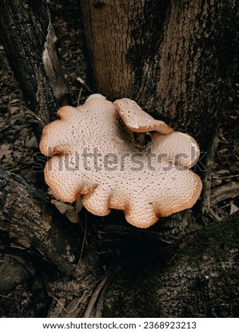 Giant wild mushrooms Dryad’s saddle, Pheasant’s back mushroom, scaly polypore, Polyporus squamosus, Cerioporus squamosus growths on the tree trunk