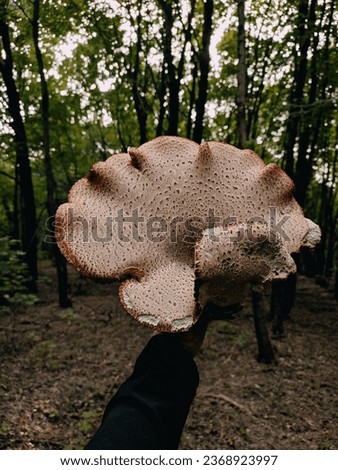 Giant wild mushrooms Dryad’s saddle, Pheasant’s back mushroom, scaly polypore, Polyporus squamosus, Cerioporus squamosus in hand. Forest findings, forager, green trees afar 