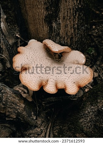 Giant wild mushrooms Dryad’s saddle, Pheasant’s back mushroom, scaly polypore, Polyporus squamosus, Cerioporus squamosus on the tree trunk

