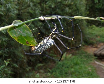 giant wood spiders images