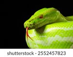 Giant wooden green snake python, on dark isolated background