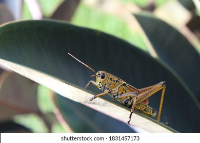 Eastern Lubber Grasshopper Images Stock Photos Vectors Shutterstock