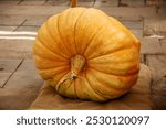 A giant yellow pumpkin on a canvas lining. Flora plants flowers floristry.