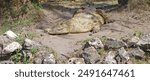 A giant yellowish Nile crocodile poses with its head turned to the side, resting on the sand.