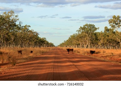 Gibb River Road Cows On The Road In Western Australia