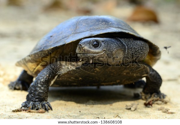 Gibba Toad Head Turtle Phrynops Gibbus Stock Photo (edit Now) 138608108