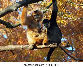 Gibbon Couple With Child