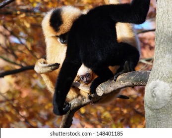 Gibbon Couple With Child