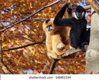 Gibbon Couple With Child