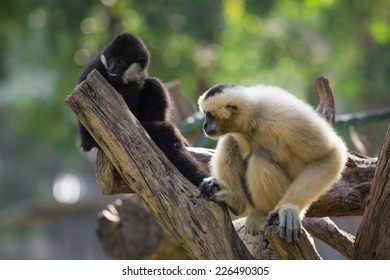 Gibbon Couple With Child