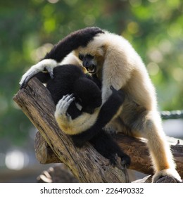 Gibbon Couple With Child