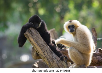 Gibbon Couple With Child