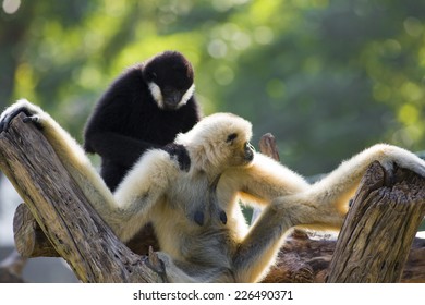 Gibbon Couple With Child