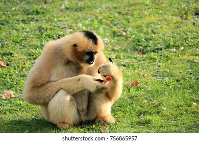 Gibbon Eating A Carrot