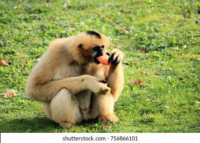 Gibbon Eating A Carrot
