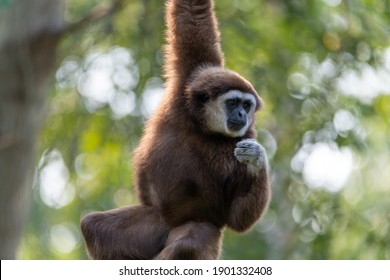 Gibbon Hanging Down With One Arm From A Branch Or Platform That Is Out Of Frame, While The Gibbon Being Close Up