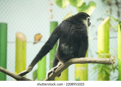 Gibbon Lazes In Zoo Enclosure