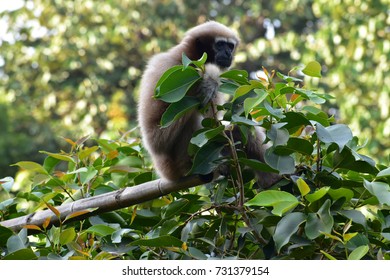 Gibbon Monkey