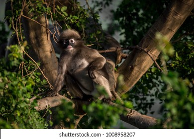 Gibbon on the tree